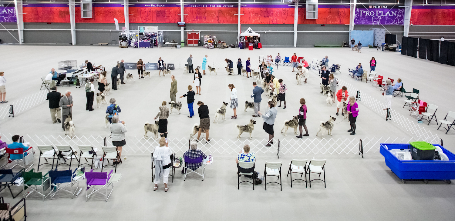 shoot n star norwegian elkhounds