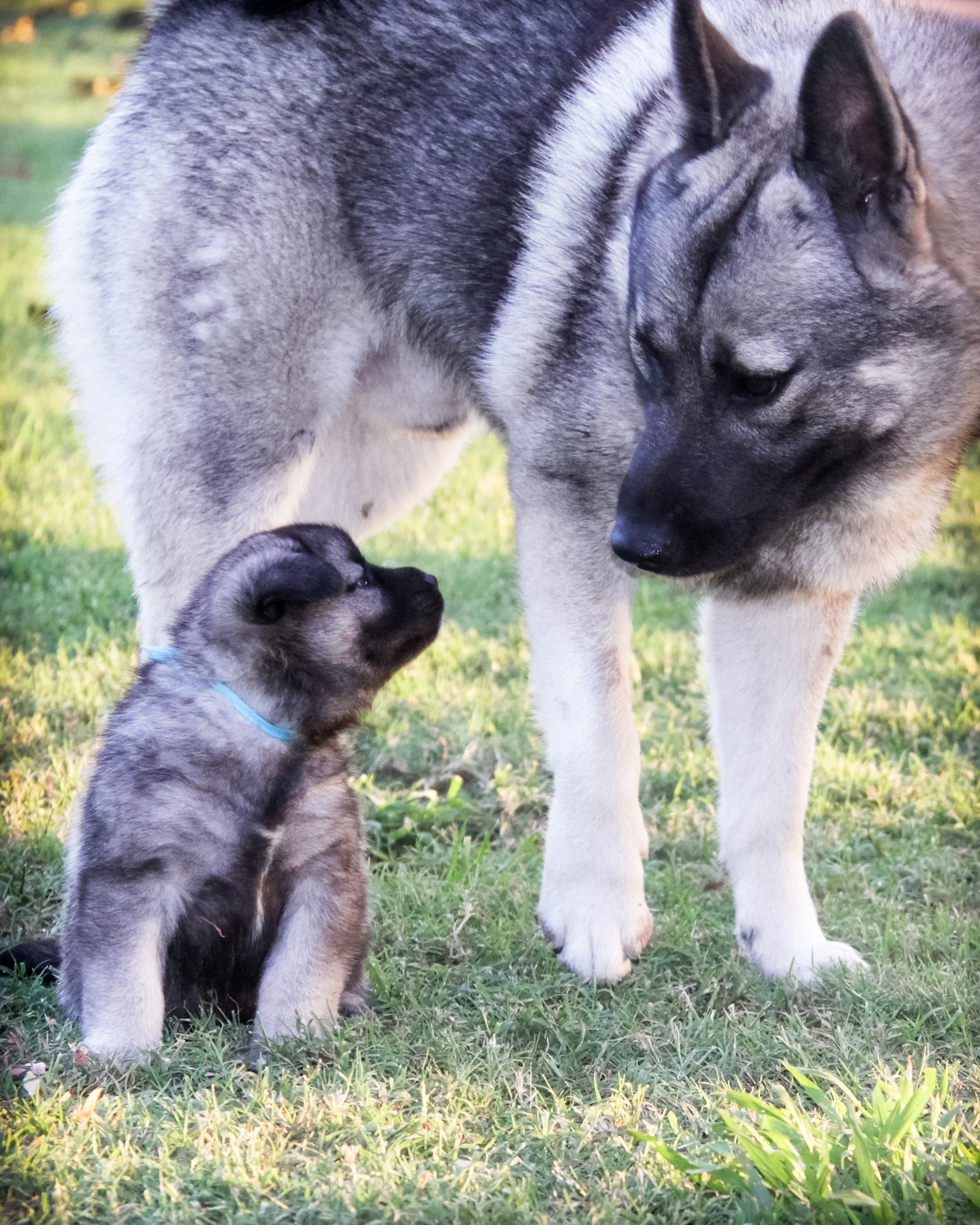elkhound puppy