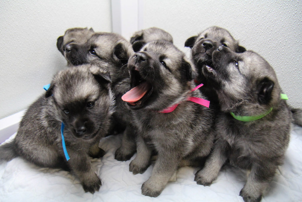 four week old norwegian elkhound puppies
